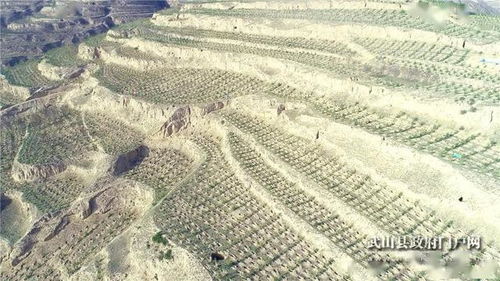 武山 3.4万亩退化林分修复项目推进生态建设健康发展