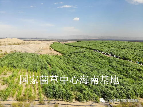 2020年菌草产业发展及黄河生态安全屏障建设研讨会